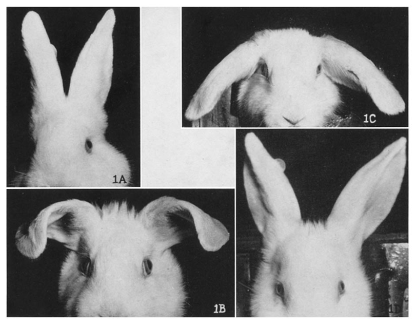How Focus and Being Obsessively Productive Can Lead to Failure: The Mystery of the Floppy Bunny Ears
